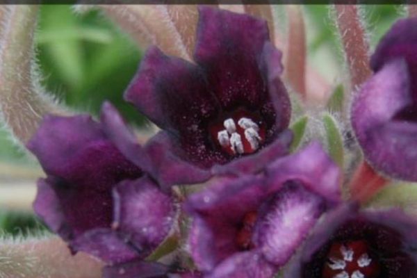 Кыргызстанда айрым табийгый чөптөрдү чогултууга тыюу салынганы эскертилди