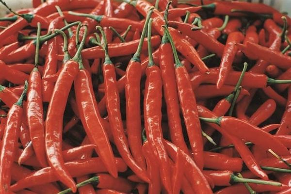 Б.Төрөбаев Өзгөндөгү калемпир, аджика чыгарган ишканага барды