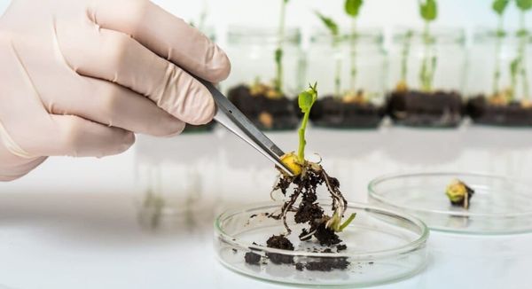 Өсүмдүктөрдүн коопсуздугу үчүн 10 айда 40 миңден ашык  экспертиза жүргүзүлгөн