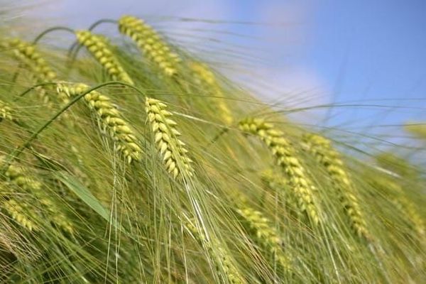 Инновациялык үрөн себүү ыкмасынын натыйжалуулугу тастыкталды