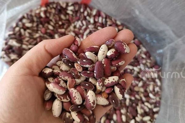 Кыргызстандан Астраханга 130 тонна төө буурчак жеткирилди