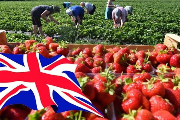 Чет өлкөлөрдөн жумуш берүүчү компаниялар 20 млн сом салык төлөшкөн