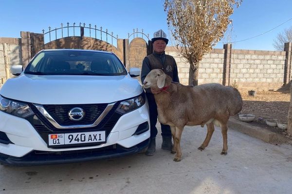 Арашан породасындагы кой 15 миң долларга бааланган