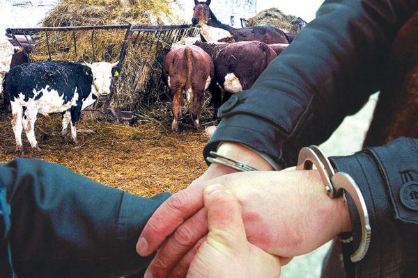 Таластагы үзгүлтүксүз уланып жаткан мал уурулуктун бети ачылды