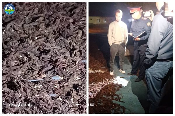 Сокулукта мыйзамсыз жыйналган 1425 кг эндик чөптүн тамыры аныкталды