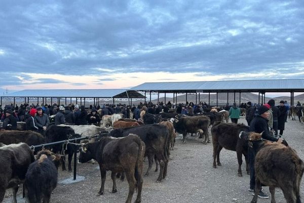 Мал базарларга эми  документсиз мал киргизилбейт