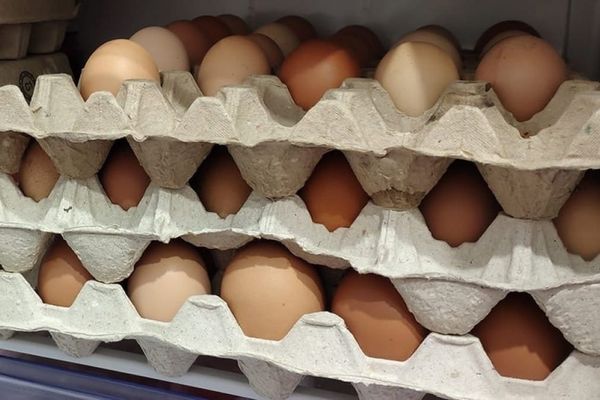 Казакстанга тоок жумурткасын алып кирүүгө убактылуу тыюу салынды