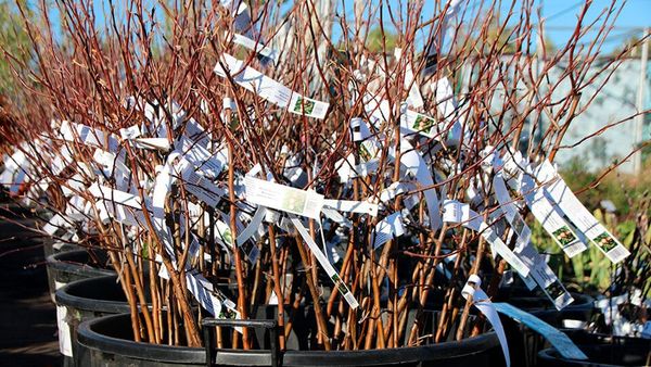 Мөмөлүү дарак отургузам десең, тандаганды үйрөн