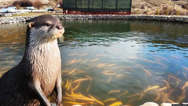 Кыргызстанда акыркы 10 жылдан бери биринчи суу кундузу катталды