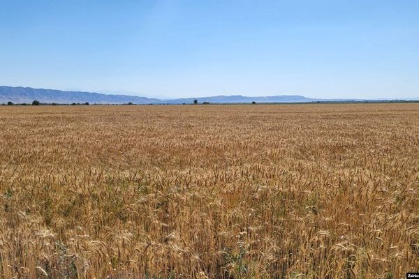 Ун өндүрүүчүлөр ассоциациясы 2025-жылы Кыргызстанда эгиндин түшүмү 40%га азайганын билдирди