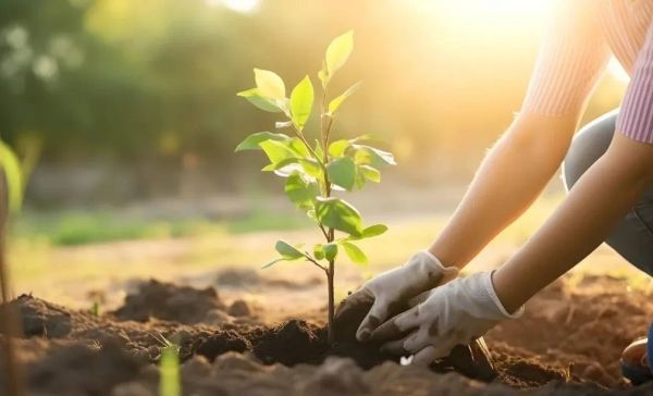 Аймактарда жол боюндагы тилкелерге мөмөлүү бактарды отургузуу пландалууда