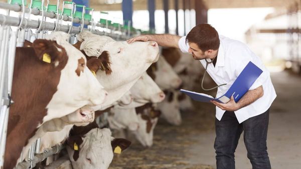 Жаш ветеринарлар үчүн турак-жай жана карьера программасы старт алды