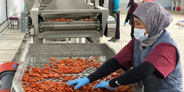 Баткенде күнүнө 2 тонна мөмө-жемиш иштетүүчү фабрика ачылды