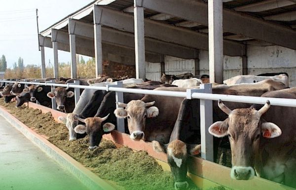 Мал чарбачылыгын өнүктүрүү боюнча 3 млн 500 миң сомдук долбоор старт алды