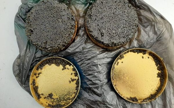 Мыйзамсыз сыртка чыгарыла турган өрдөк эти, икра Кыргызстанга кайтарылды