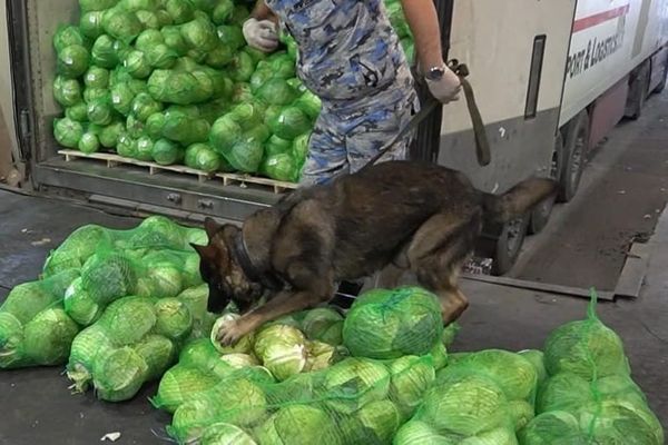 Россияда Кыргызстандан келген жашылчалар  артка кайтарылды