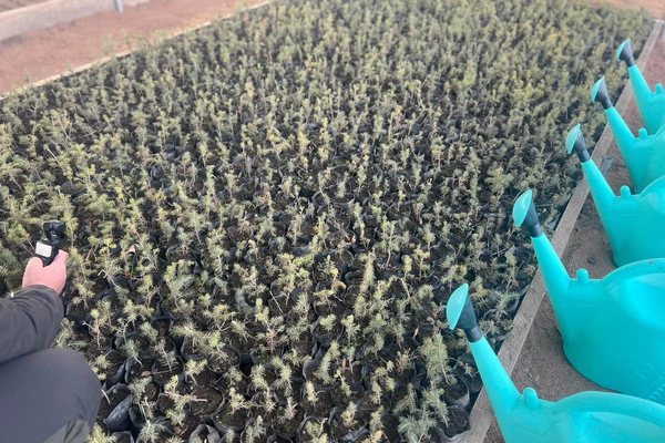 Тоң районунда күнөскана менен көчөт жана үрөн сактоочу кампа ачылды