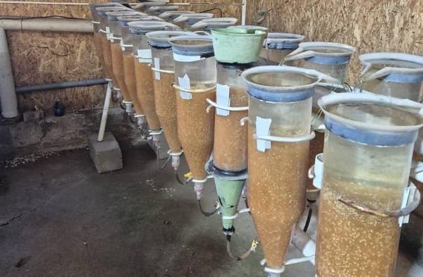 "Соң-Көл балык чарба" ишканасы 6,5 млн балык уругун инкубацияга жайгаштырды