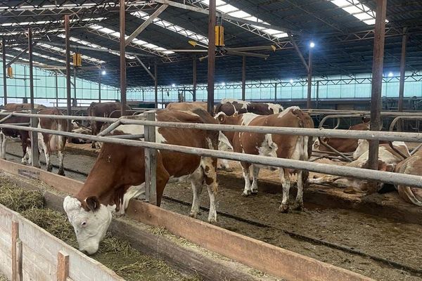 "Бермет" дыйкан чарбасы: 30+20+10" долбоорунун ийгиликтүү мисалы