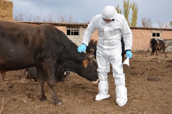 Кыргыз ветеринария илим-изилдөө институту бруцеллёзго каршы иш-чараларды күчөтөт