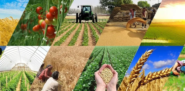 Өткөн жылы айыл чарба тармагында 1 200дөн ашык жумуш орду түзүлдү