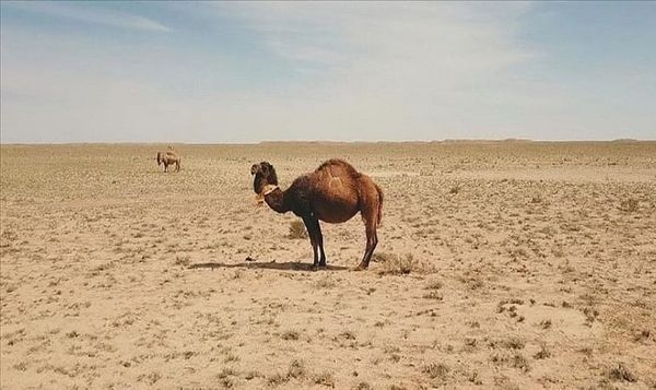 Казакстанда суунун тартыштыгы боюнча пессимисттик сценарий айтылды