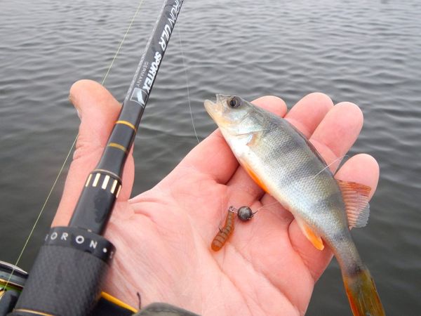 Балык уулоо билеттерин онлайн сатуу бюджетке 13,5 млн сом алып келди