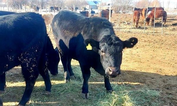 Ат-Башыда 3%дык насыя менен ангус породасындагы мал чарбасы өнүгүүдө