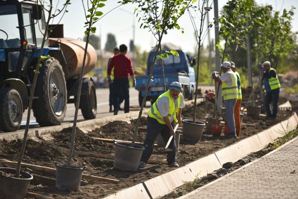 Бишкекте 2026-жылы 19 миң түп дарак отургузулат