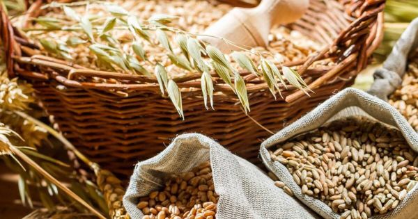 Айыл чарба министрлиги: Сапатсыз үрөн колдонгондор жеңилдиктерден куру калат