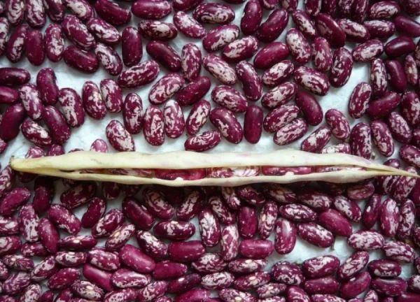 Таласта төө буурчакты кайра иштетүүчү завод курулат