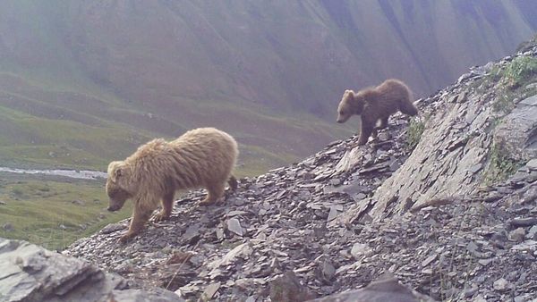 "Хан-Теңири" паркында күрөң аюулар көбөйүп бара жатат