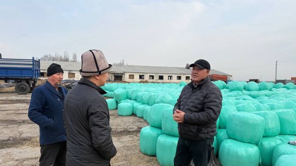 Кыргыз асыл тукум мамлекеттик заводунда силос даярдоо күчөтүлдү