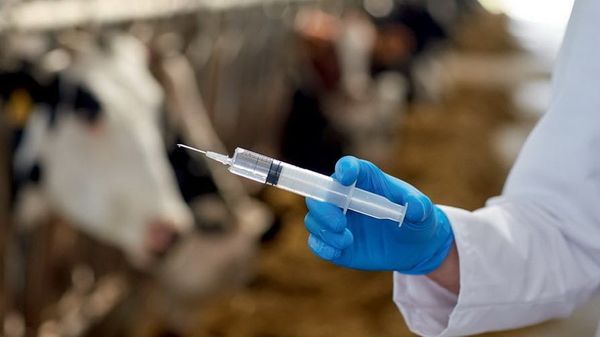 Былтыр 25,5 млн баш мал ветеринардык көзөмөлдөн өткөрүлгөн