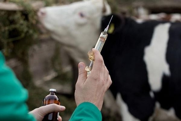 2025-жылы ветеринардык иш-чаралардын планы 104% аткарылды