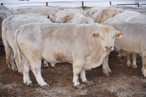 Манас районунда 1 тоннадан аша турган уйларды өстүрүүчү кооператив ачылды