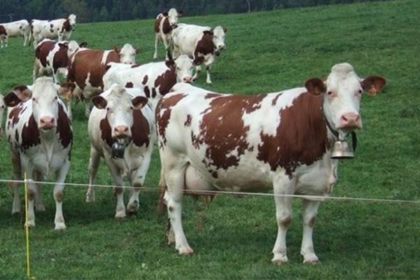 Асыл тукум мал чарбачылыгын өнүктүргөн фермерлерге жеңилдетилген каржылоо сунушталат