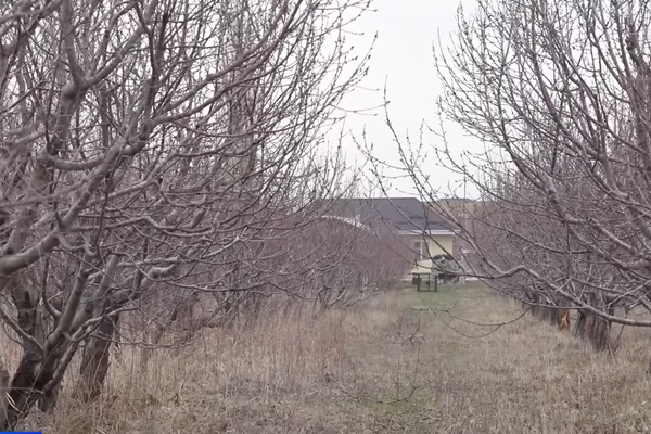 Кыяс Молдокасымовдун мөмө багы сакталып калды