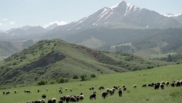 ЖК депутаты жайыт комитеттерин түзүү чоң ката болгонун билдирди