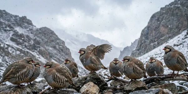 Токтогулда кекиликтерге мыйзамсыз аңчылык кылгандарга 48,5 миң сом айып салынды