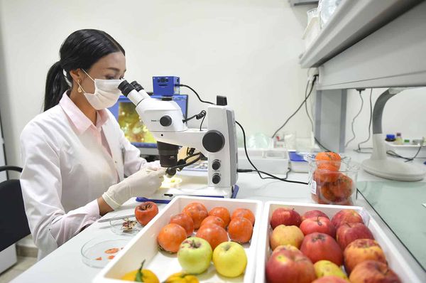 ЕАЭБде карантиндик фитосанитардык көзөмөл тартибине өзгөртүүлөр киргизилди