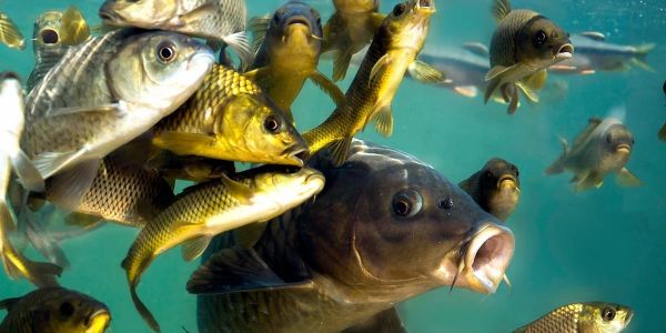 Балык чарбасына тоют жеткирүүдө кошумча нарк салыгы алынбайт