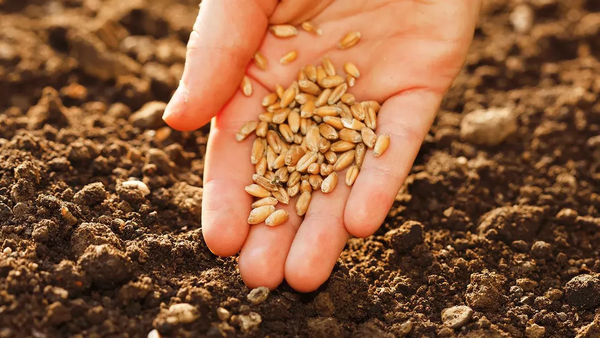 Үрөнчүлүк чарбалар үчүн дотация алуу онлайн жүргүзүлөт