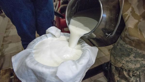 Сүт алуучулар эми сүттү майлуулугуна жараша бекитилген тариф менен алышат