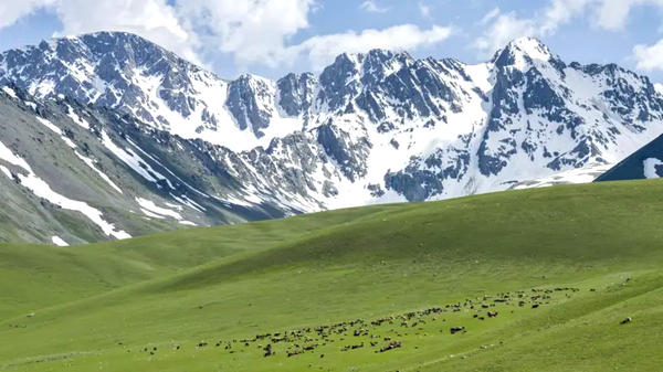 Оштогу мыйзамсыз берилген 1,05 га жайыт жер мамлекетке кайтарылды