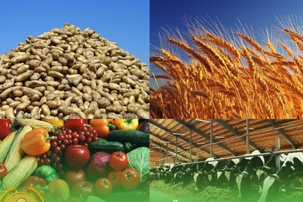 Япония ашкабагынын уругун, экинчи түшүм катары - түрп  өстүргөн фермерлер эмне дейт?