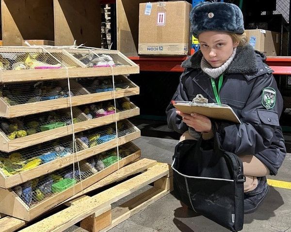 Былтыр Кыргызстандан Красноярск шаарына 14 365 тотукуш жеткирилген