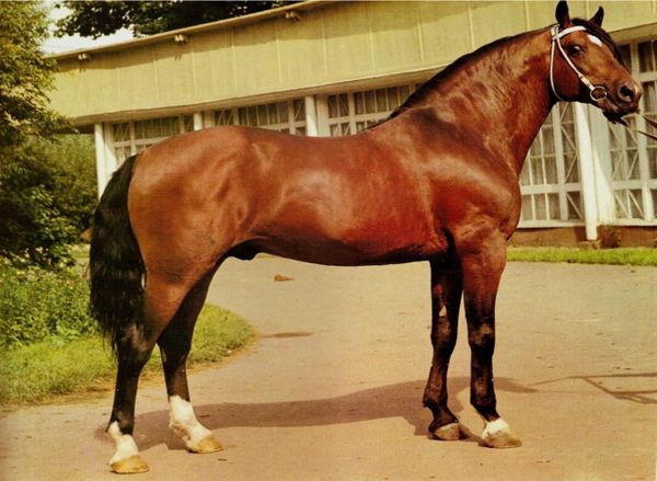 VI Дүйнөлүк көчмөндөр оюндарына 14 асыл тукум ат сатылып алынат