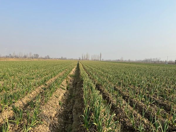 Аравандын пияз жана сарымсак талааларына мониторинг жүргүзүлдү