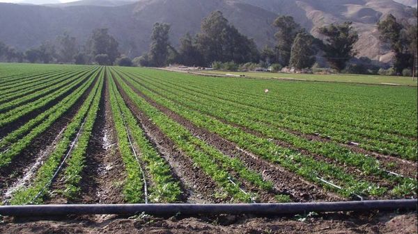 Ысык-Көл облусу келечекте толугу менен тамчылатып, чачыратып сугарууга өтөт